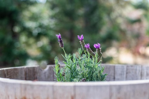Inn at Sugar Pine Ranch - image 37