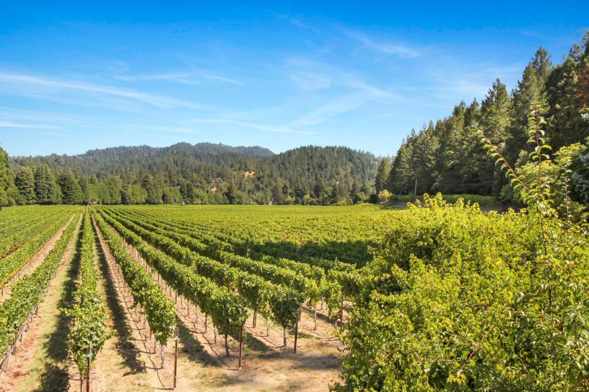 Melody Vineyard Cottage - image 3