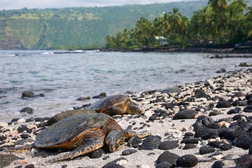 Ainamalu 29 at Waikoloa Beach Resort - image 32