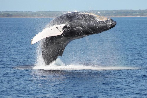 Ainamalu 29 at Waikoloa Beach Resort - image 33