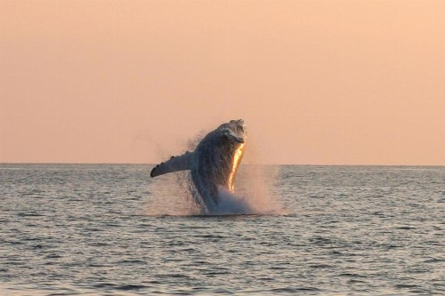 Ainamalu 29 at Waikoloa Beach Resort - image 39