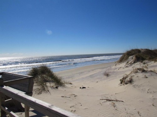 Sea Gull - image 13