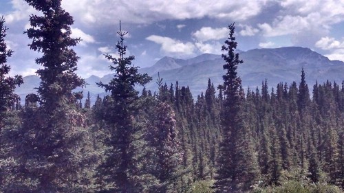 Alaskan Spruce Cabins - image 17