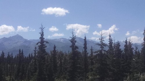 Alaskan Spruce Cabins - image 37