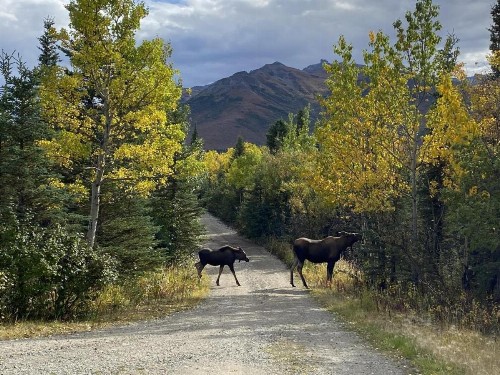 Denali Nightly House Rentals - image 8