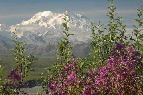 Private Home at Denali - image 17