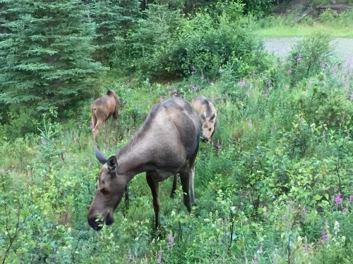 Denali Luxury King Studio Suite w/all amentities and Spectacular Views - image 4