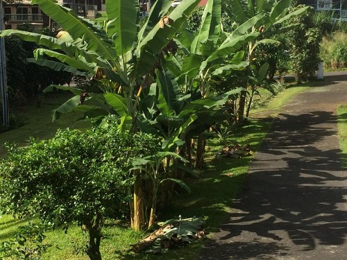 Hilo Bay Oceanfront Bed and Breakfast - image 11