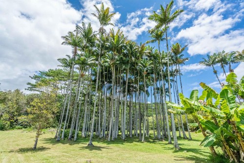 Old Hawaiian Bed and Breakfast - image 38