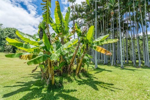 Old Hawaiian Bed and Breakfast - image 42