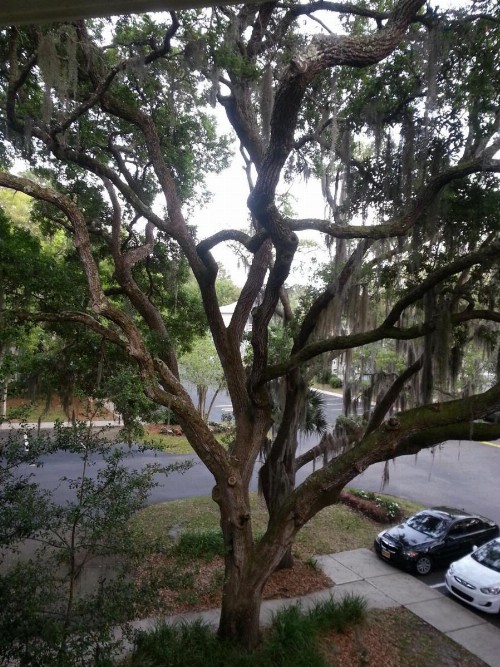 Fiddler's Cove -2 Bedroom Condo - image 7