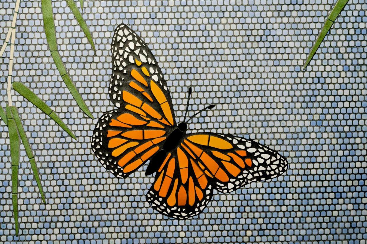 Pacific Monarch - image 6