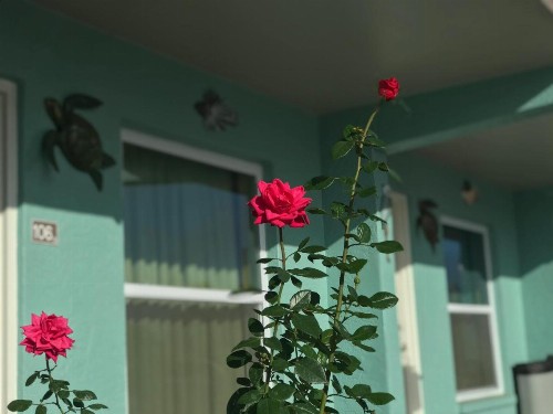 Immokalee Inn - image 28