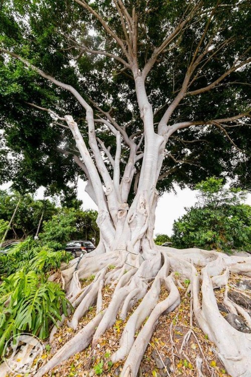 Banyan Tree Sanctuary Guest House - image 10
