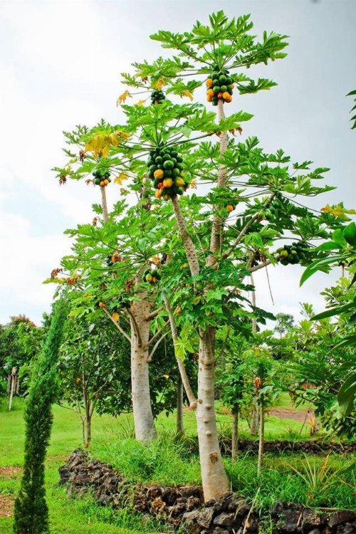 Banyan Tree Sanctuary Guest House - image 9