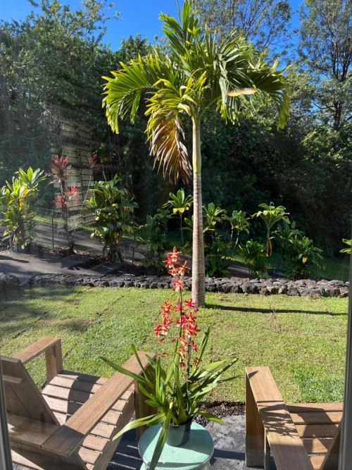 Mango Sunset BnB Inn at Lyman Organic Kona Coffee Farms - image 6
