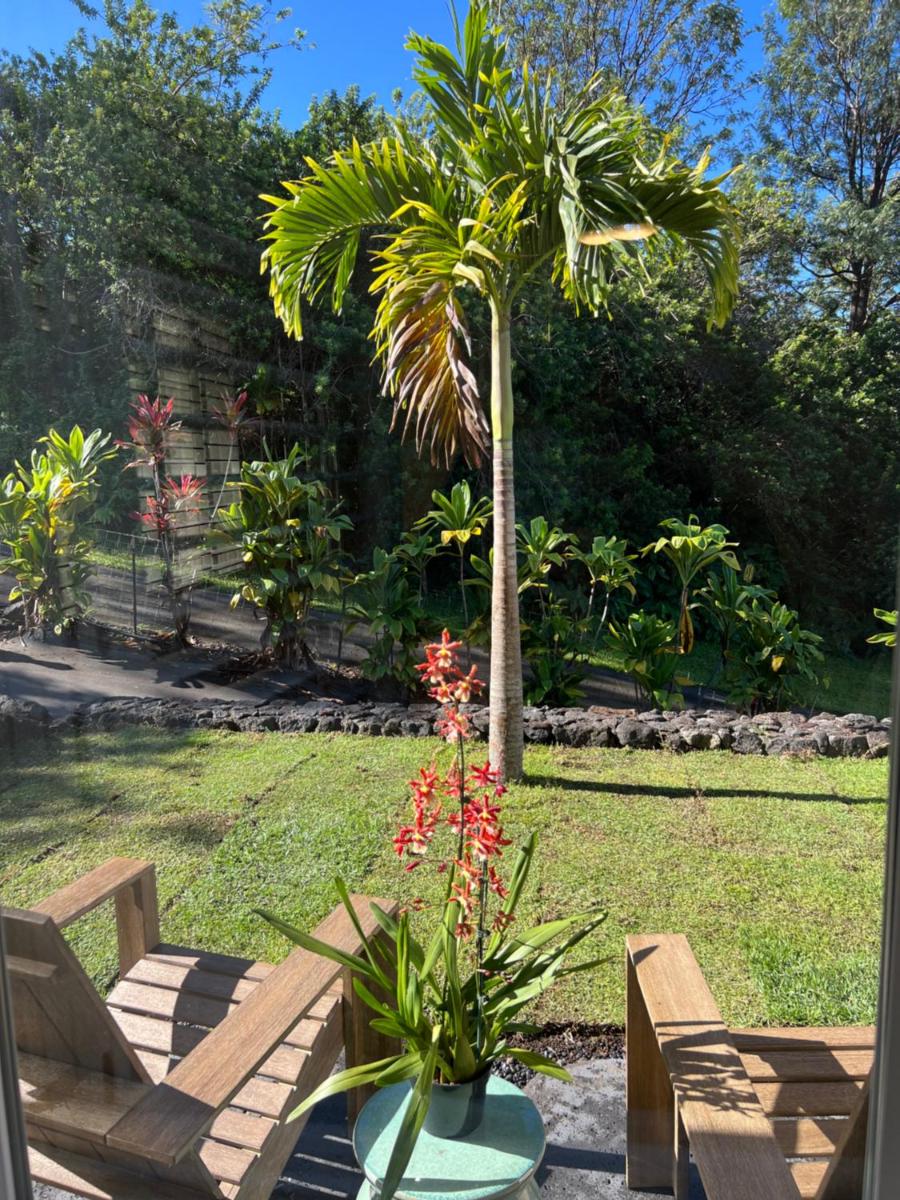 Mango Sunset BnB Inn at Lyman Organic Kona Coffee Farms - image 6