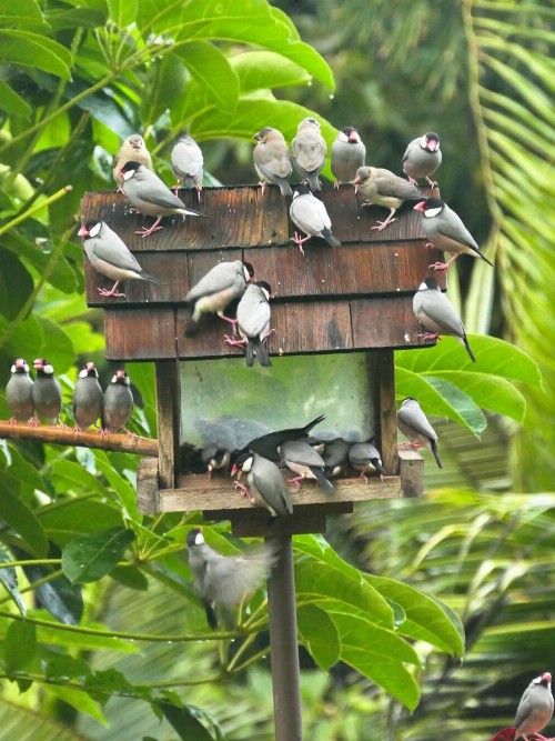 Hale Maluhia Country Inn - image 22