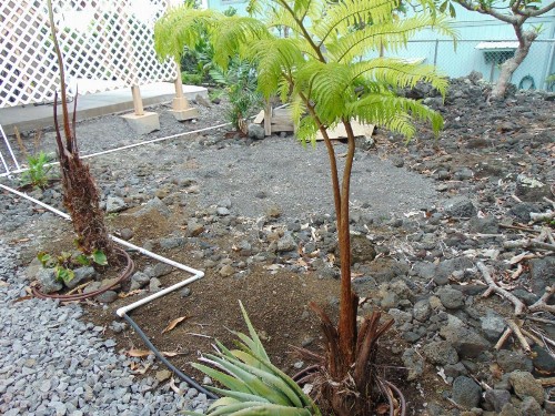 Pauhana Apartment - image 5