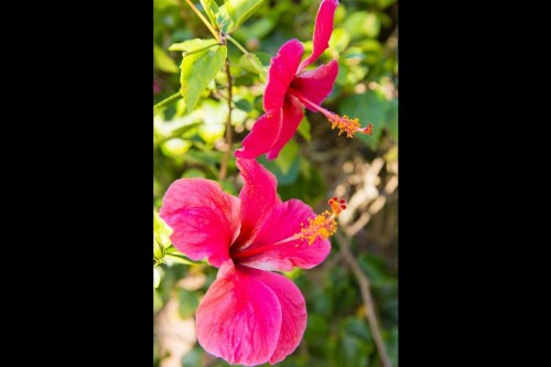 Kapa'a by the Sea (TVNC#:1312) - image 9