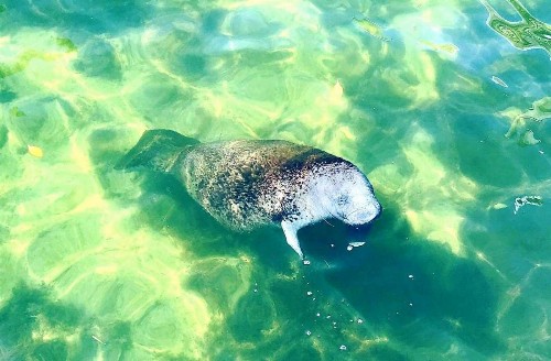 Bayside Inn Key Largo - image 22