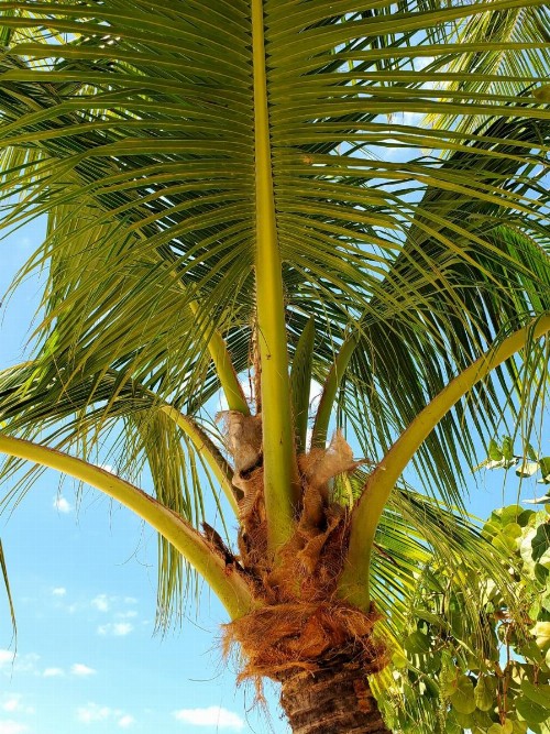 Bayside Inn Key Largo - image 24