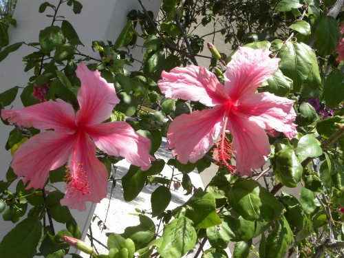 Rock Reef Resort - image 40