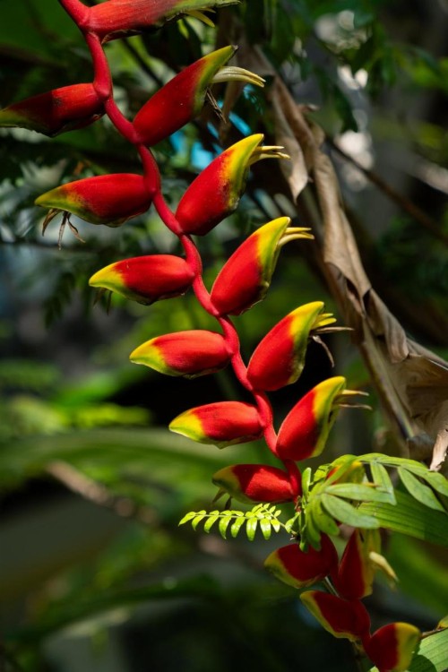 Coconut Bay Resort - Key Largo - image 46