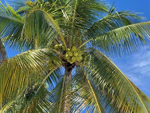 The Pelican Key Largo Cottages - image 33