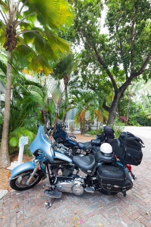 Paradise Inn - Adult Exclusive - image 4