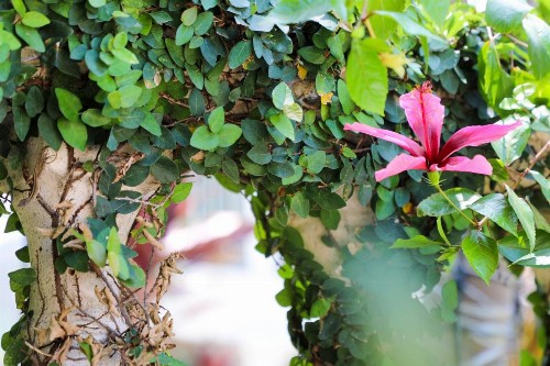 Almond Tree Inn - image 10