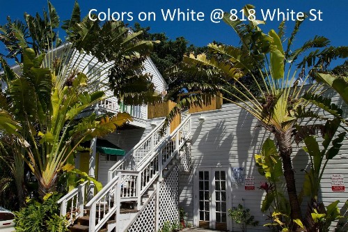Colors on White - image 7