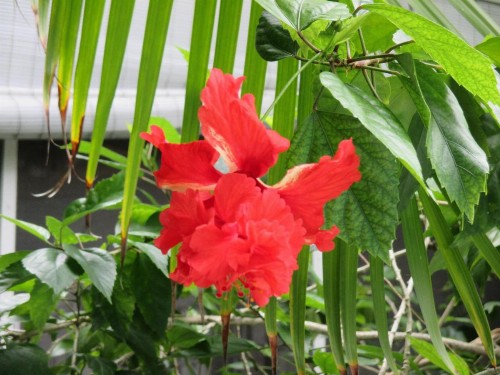 Coco Plum Inn - image 21