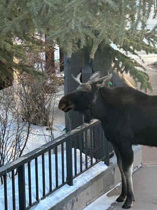 Black Bear 8052 - image 36
