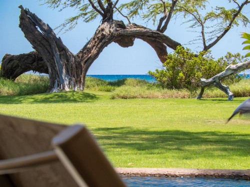 Aloha AKU - Honu 2 - image 10