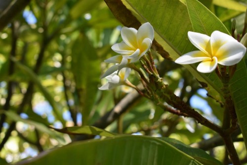 Nona Lani Cottages - image 21