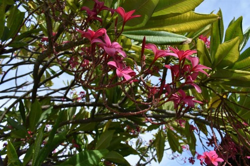 Nona Lani Cottages - image 23