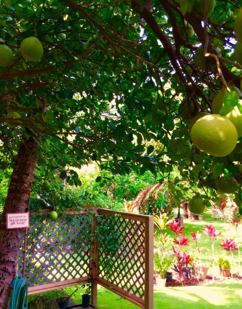 Nona Lani Cottages - image 29