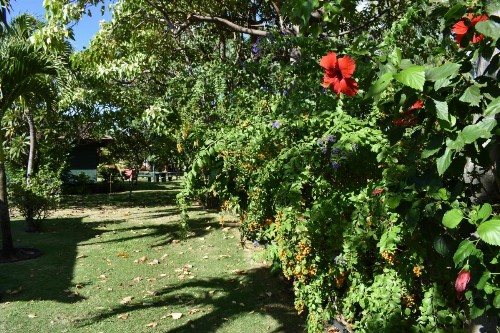 Nona Lani Cottages - image 36