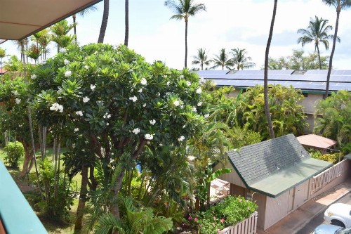 Kalama Terrace P309 - image 8