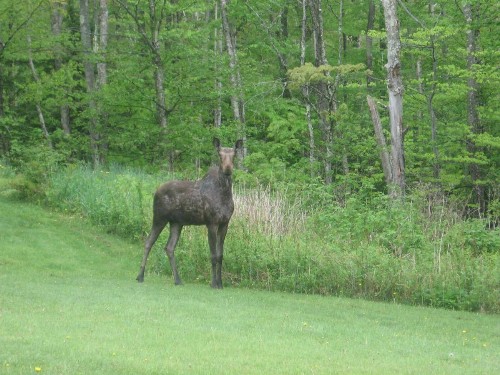 Killington Motel - image 7