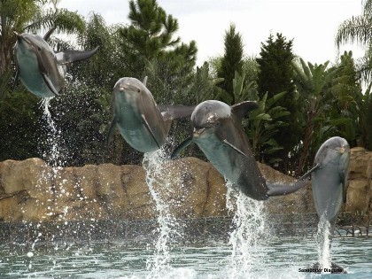 Orlando Family Friendly Home - image 14