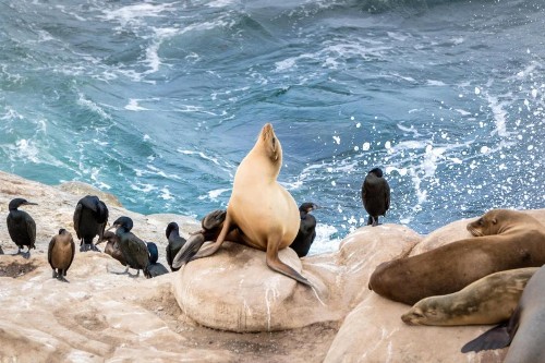 La Jolla Cove Suites - image 30
