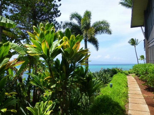 Mahina Surf - image 12