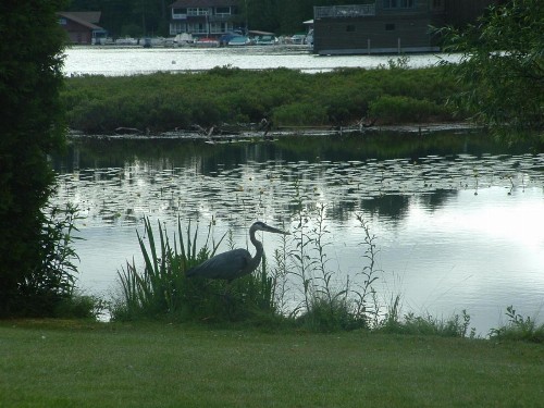 Wildwood on the Lake - image 27