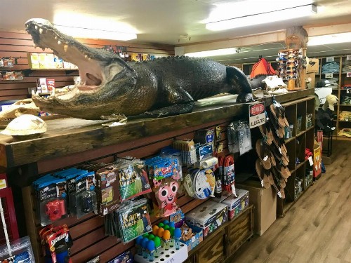 Camp Mack A Guy Harvey Lodge - image 13