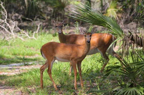 Camp Mack A Guy Harvey Lodge - image 23