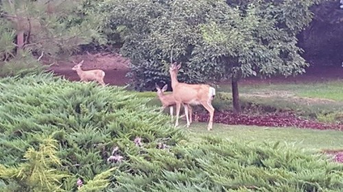 Fox Den Bed & Breakfast - image 3