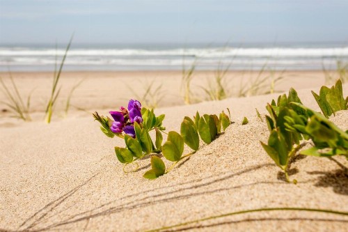 Shearwater Inn - image 30