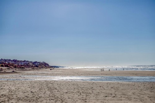 Sand Dollar - image 43